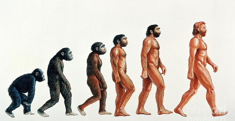 The principles of evolution (gutenberg)